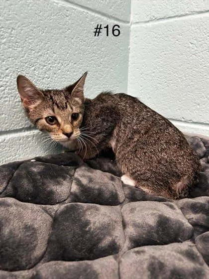 An adult small-sized female Domestic Short Hair cat named Lutza for adoption in Spruce Pine, NC