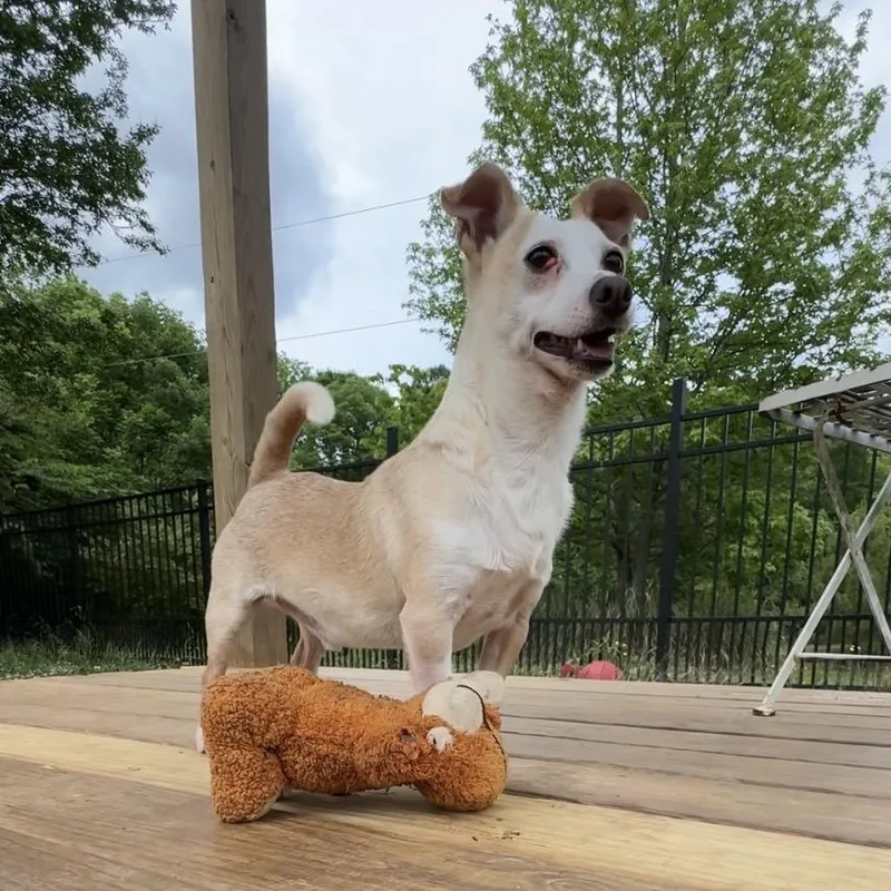 Peanut