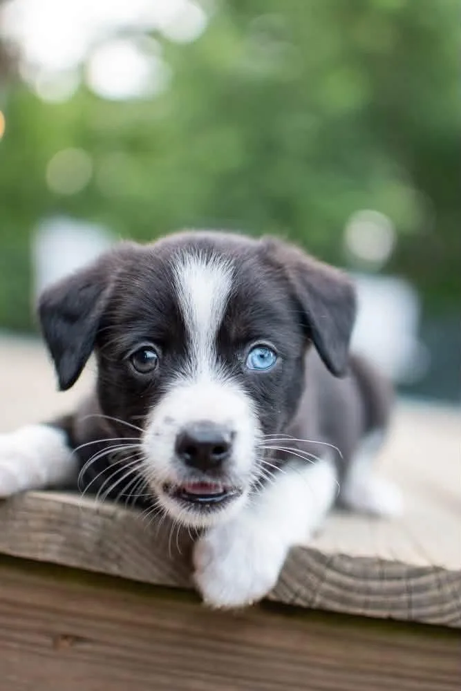 A baby medium-sized male Husky dog named Emery for adoption in Germantown, OH
