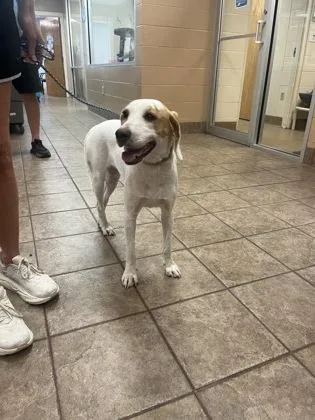 An adult medium-sized female Hound dog named Foxy for adoption in Gainesville, FL