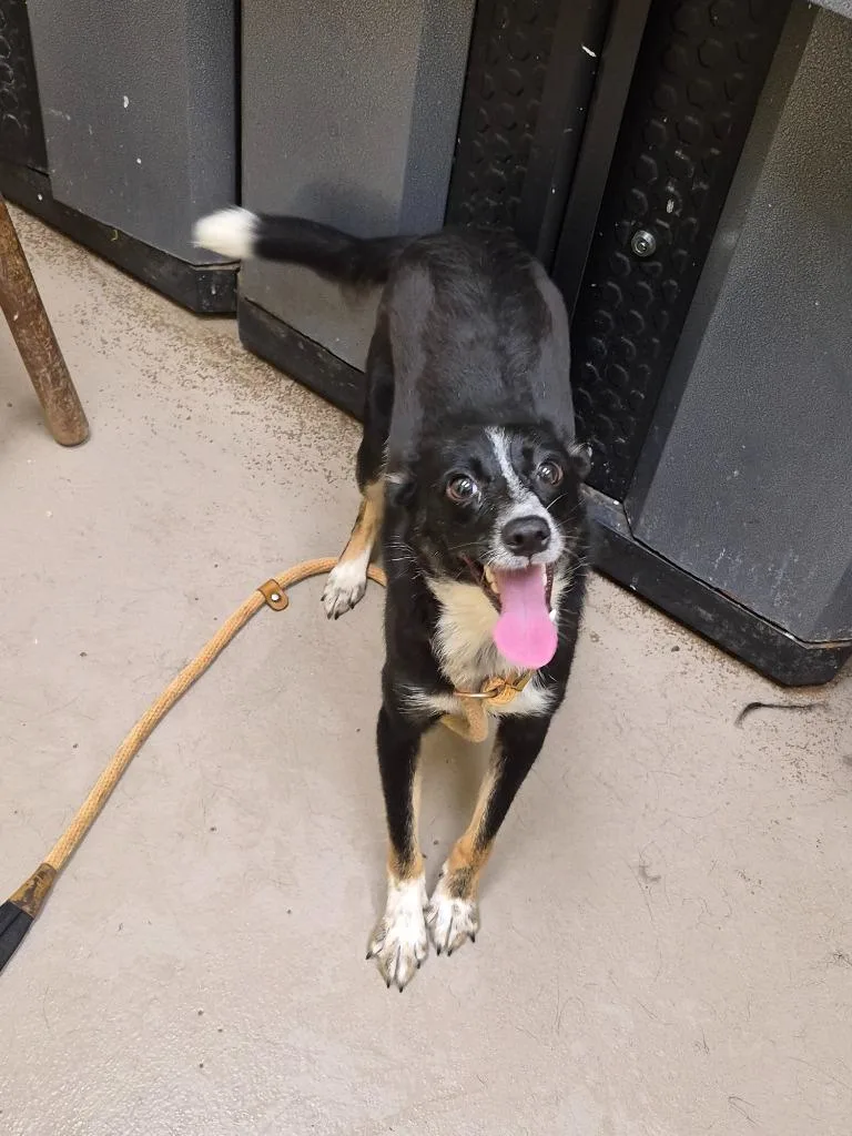 A young small-sized female Mixed Breed dog named Minnie for adoption in Crossville, TN