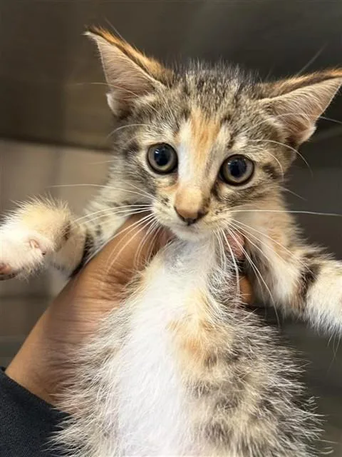 A baby small-sized female Domestic Short Hair cat named Kimmy for adoption in Houston, TX