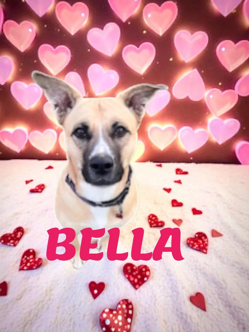 Bella thumbnail 3
