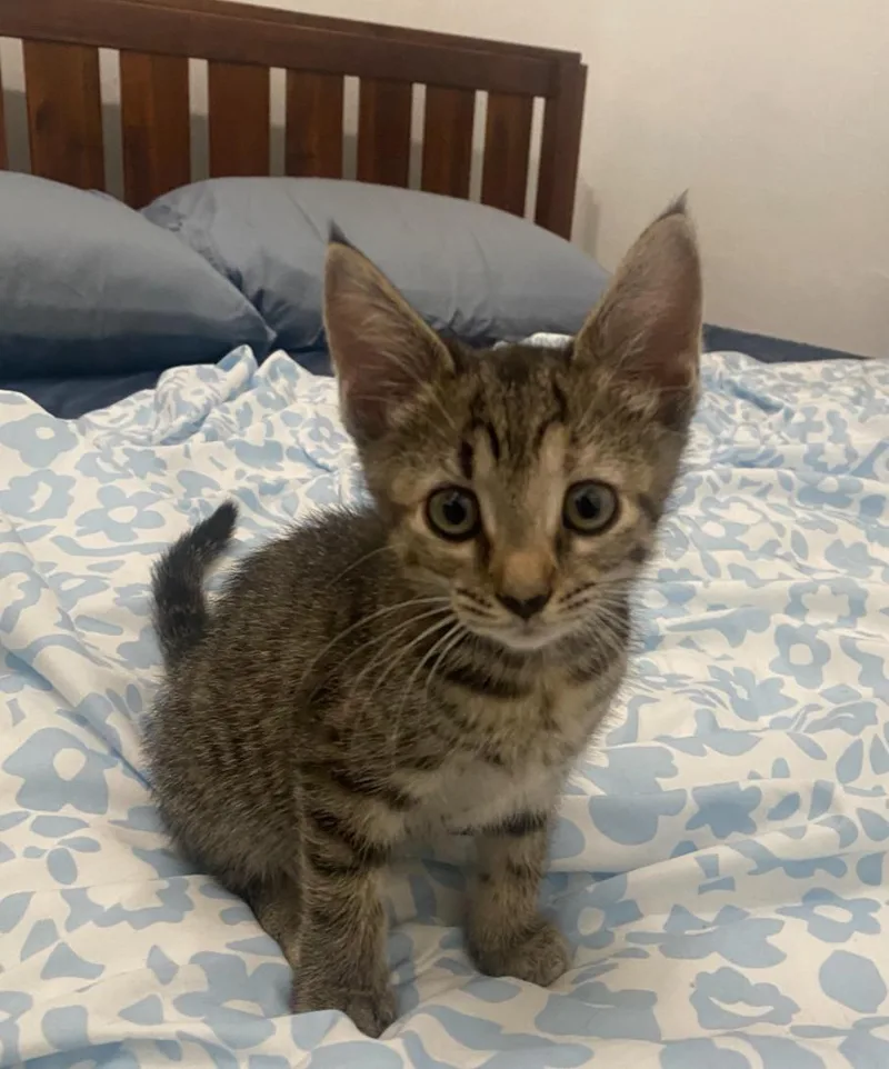 Pepper