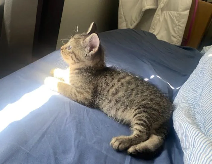 Pepper thumbnail 2