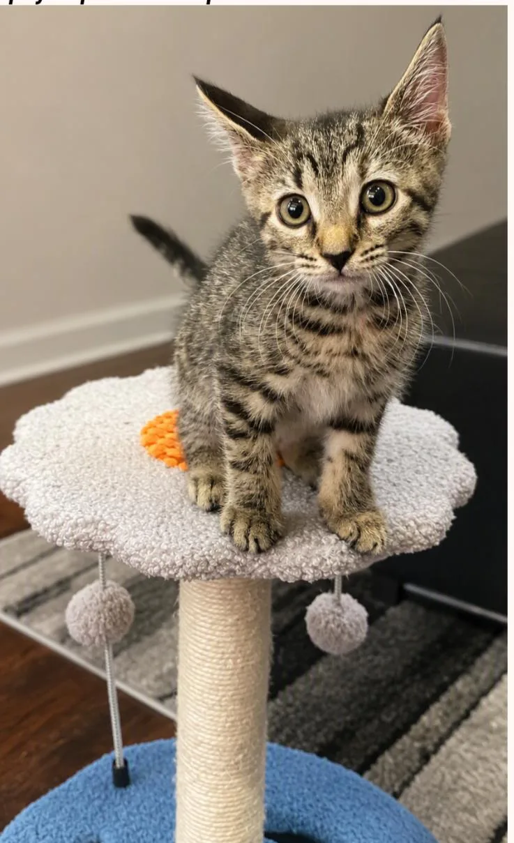 Pepper thumbnail 3