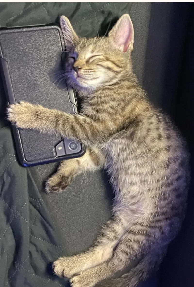 Pepper thumbnail 4