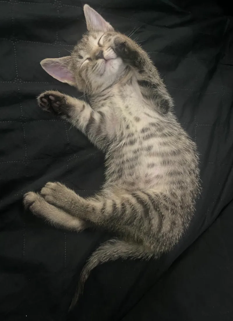 Pepper thumbnail 5