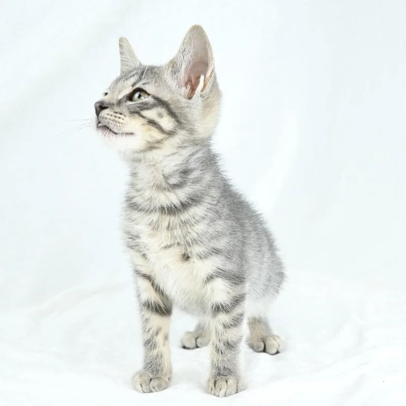 A baby small-sized male Gray / Blue / Silver Domestic Short Hair cat named Ash for adoption in Mobile, AL