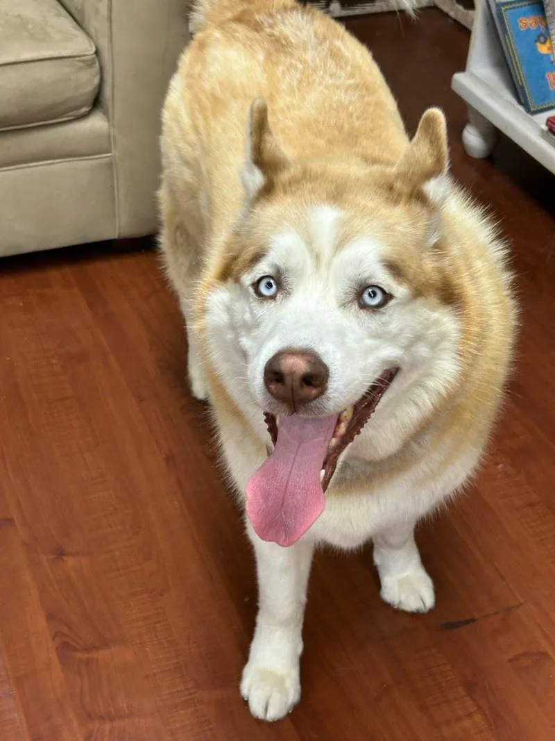 An adult large-sized male Siberian Husky dog named Rocky for adoption in Huntington Beach, CA