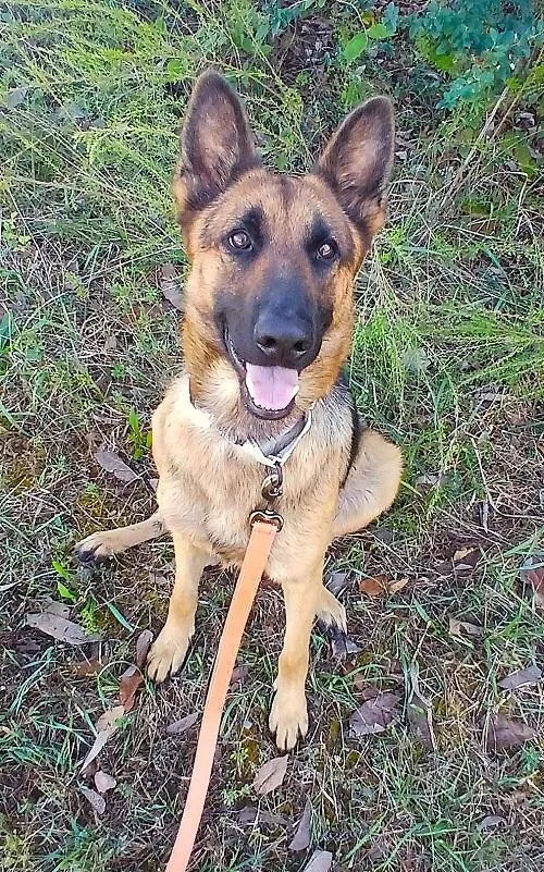 An adult medium-sized female Tricolor (Brown, Black, & White) German Shepherd Dog named Millie for adoption in Pegram, TN
