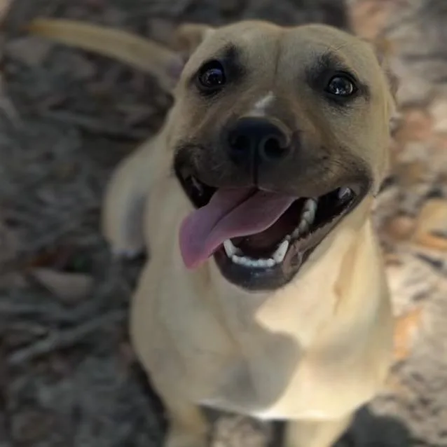 An adult medium-sized female Brown / Chocolate Mixed Breed dog named Dixie for adoption in Wiggins, MS