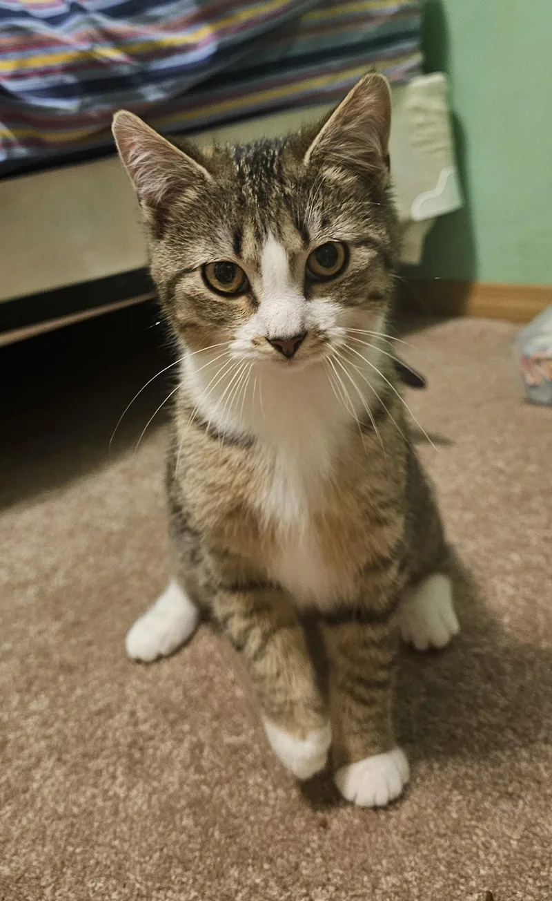 Olivia John Newton thumbnail 3