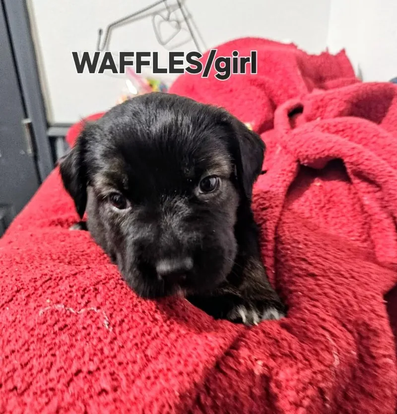 Waffles thumbnail 2