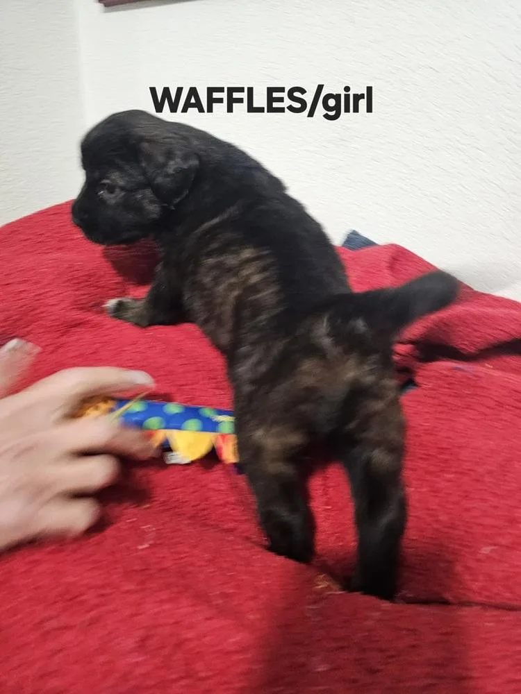 Waffles thumbnail 3