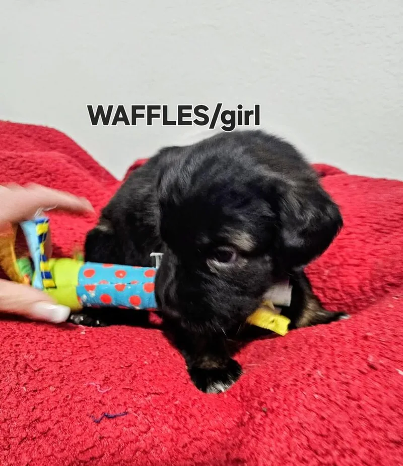Waffles thumbnail 4