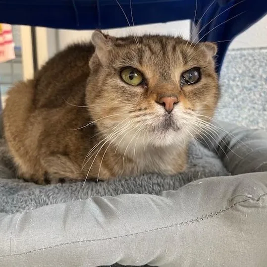 An adult medium-sized female Tabby (Brown / Chocolate) Domestic Short Hair cat named Biscuit for adoption in Stafford, VA