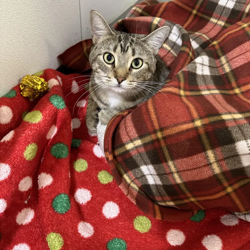 An adult large-sized female Domestic Short Hair cat named Matilda for adoption in Walker, MI