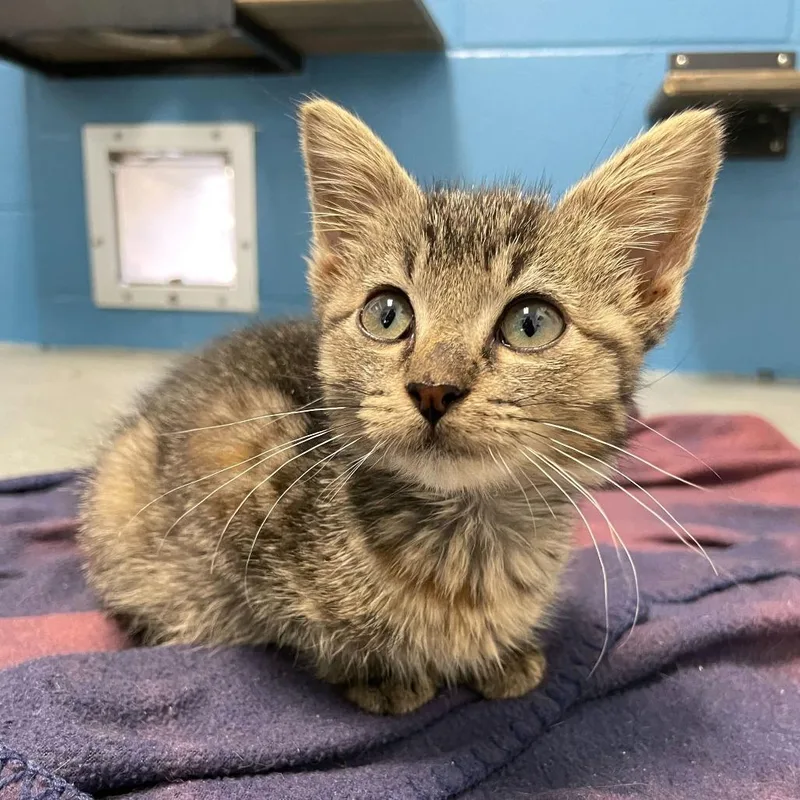 A baby small-sized female Brown / Chocolate Domestic Short Hair cat named Starnosed Mole for adoption in Carencro, LA