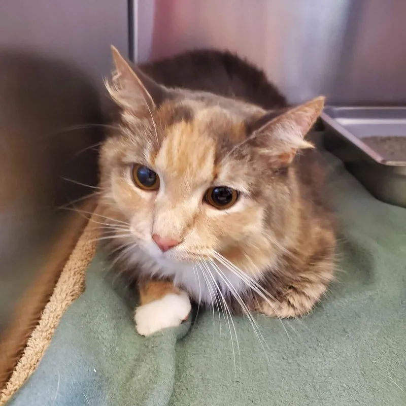 An adult small-sized female Gray / Blue / Silver Domestic Medium Hair cat named Cardi for adoption in Gloucester, VA