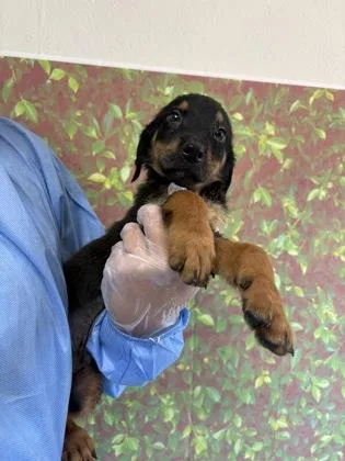 A young small-sized male Shepherd dog named Kay for adoption in San Antonio, TX