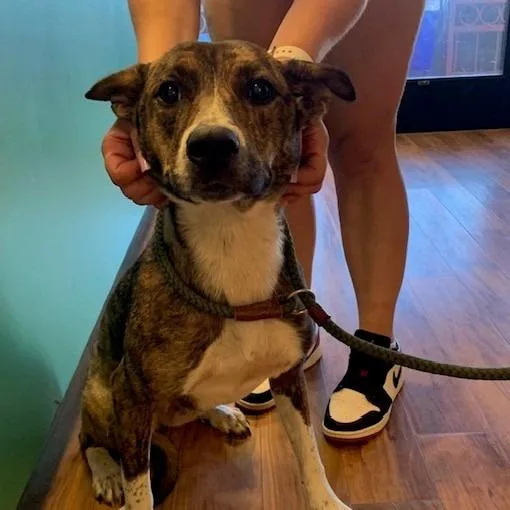 A young medium-sized female Terrier dog named Elvira for adoption in Grass Valley, CA