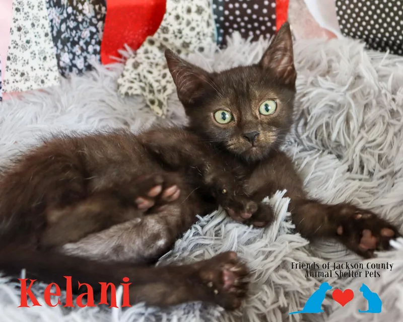 A baby small-sized female Black Domestic Short Hair cat named Kelani for adoption in Ocean Springs, MS