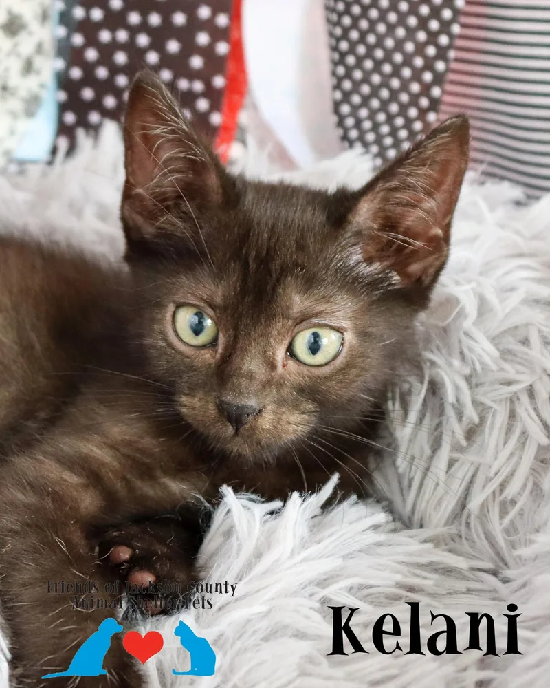 Kelani thumbnail 2