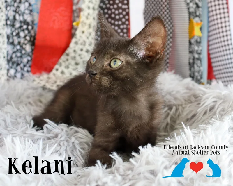 Kelani thumbnail 3