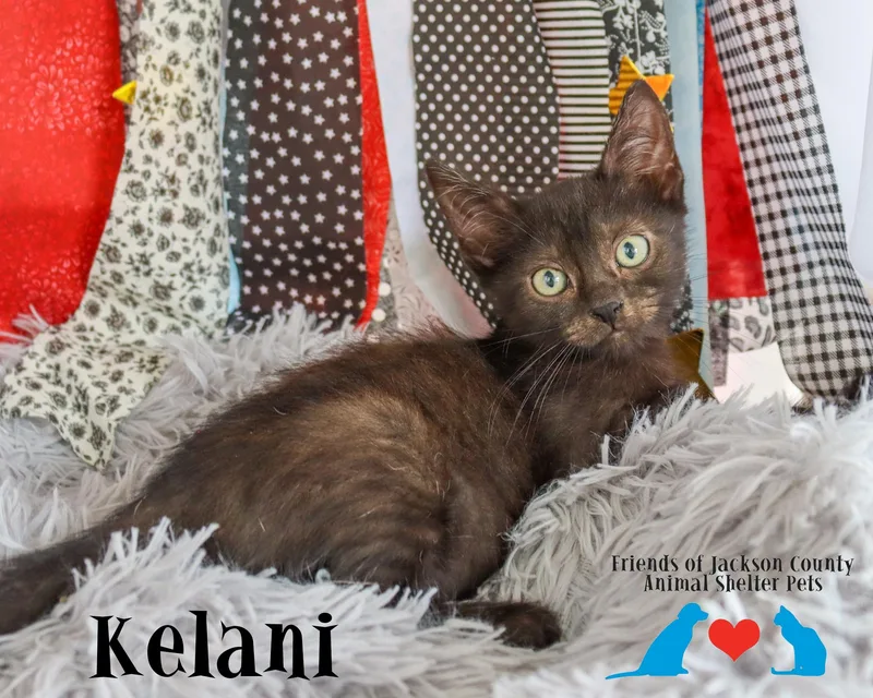 Kelani thumbnail 4