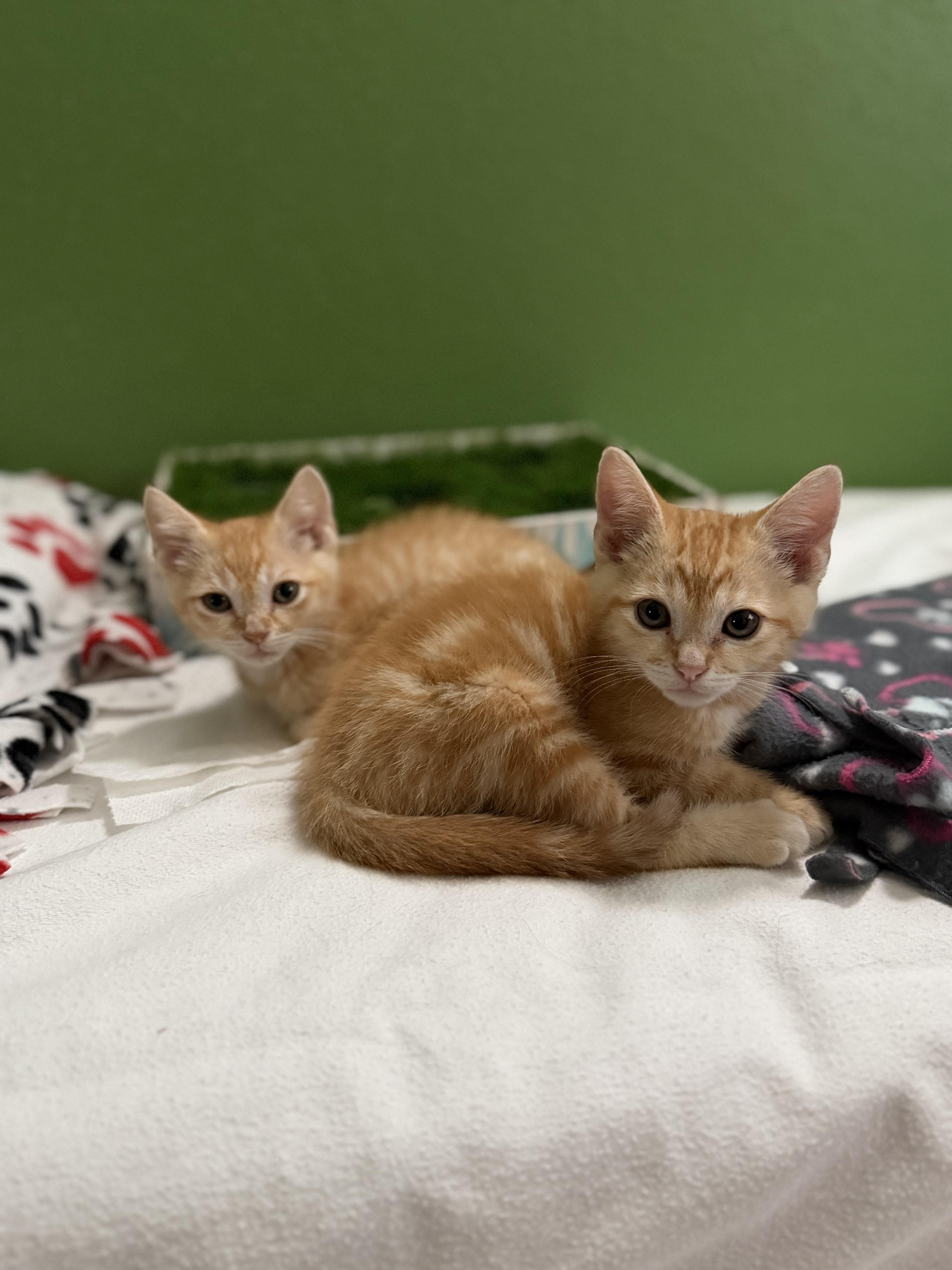 A baby medium-sized male Tabby (Orange / Red) Domestic Short Hair cat named Gordon for adoption in Houston, TX
