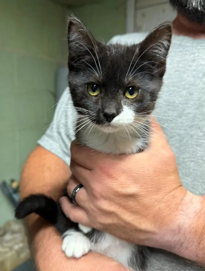 A baby small-sized female Black Domestic Short Hair cat named Fern for adoption in Romney, WV