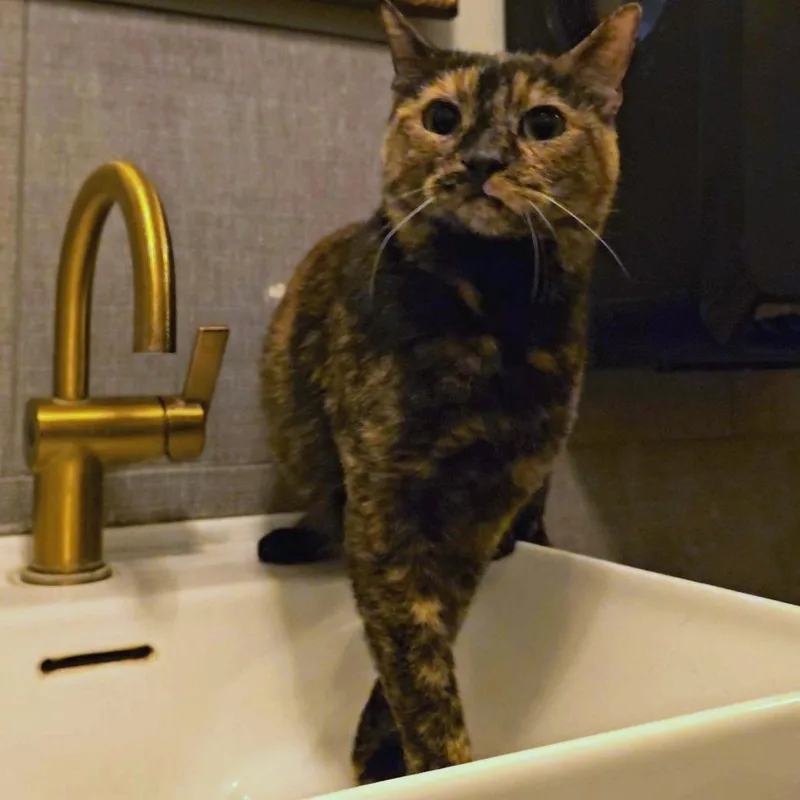 Callie Aka Pixel
