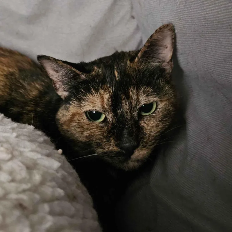 Callie Aka Pixel thumbnail 2