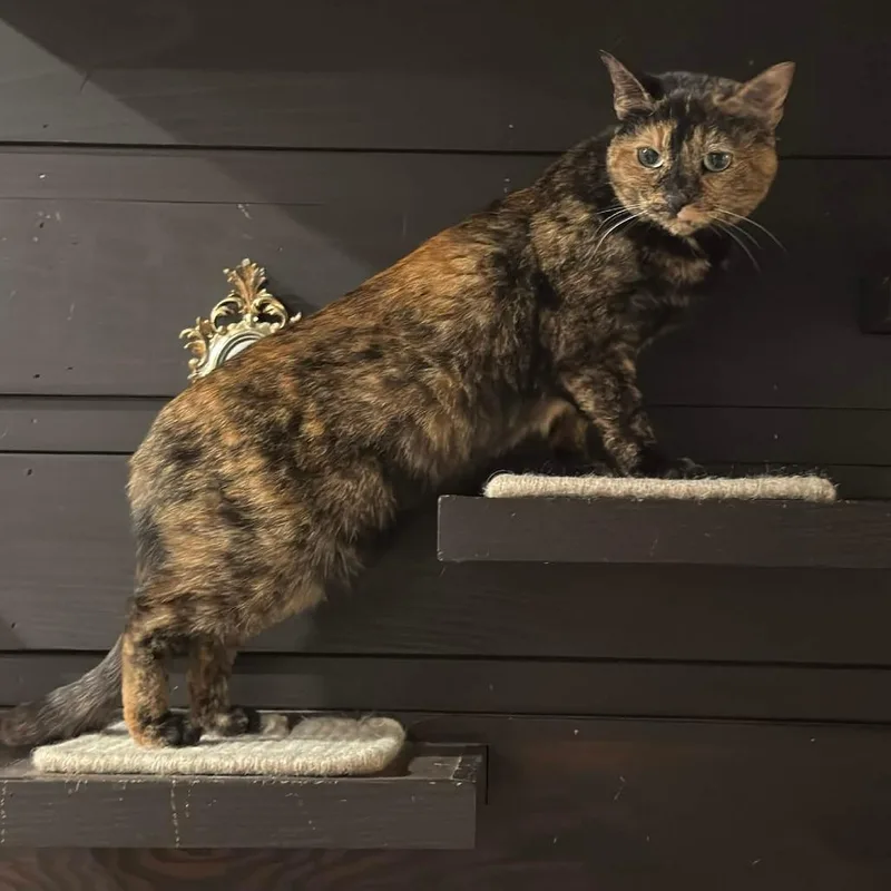 Callie Aka Pixel thumbnail 3