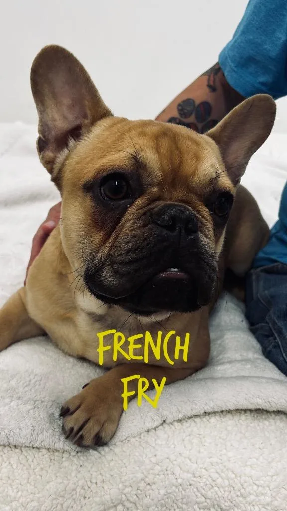 A young small-sized male French Bulldog dog named French Fry for adoption in Jacksonville, IL