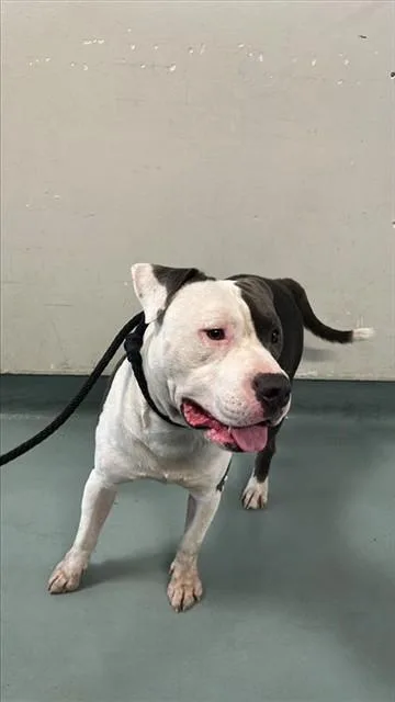 An adult large-sized male Pit Bull Terrier dog named Sparky for adoption in Baldwin Park, CA