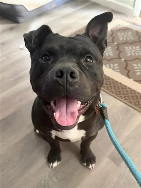 An adult medium-sized male Pit Bull Terrier dog named Jicama for adoption in Woodland, CA