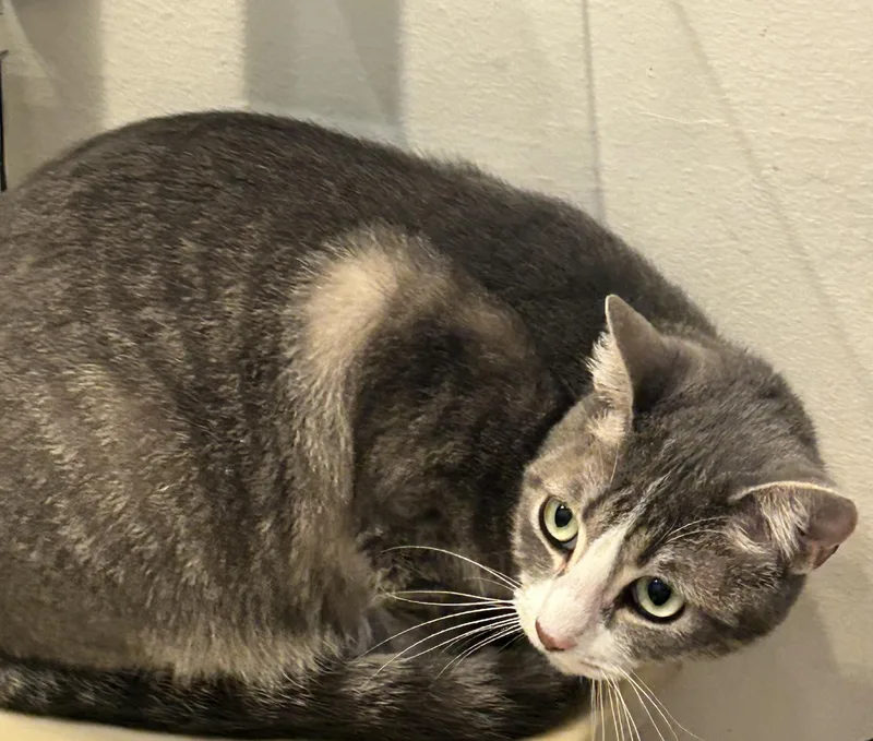 A young medium-sized female Gray & White Domestic Short Hair cat named Macaroon for adoption in Spring Branch, TX