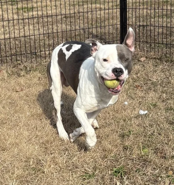 An adult large-sized male American Staffordshire Terrier dog named Ice for adoption in Virginia Beach, VA
