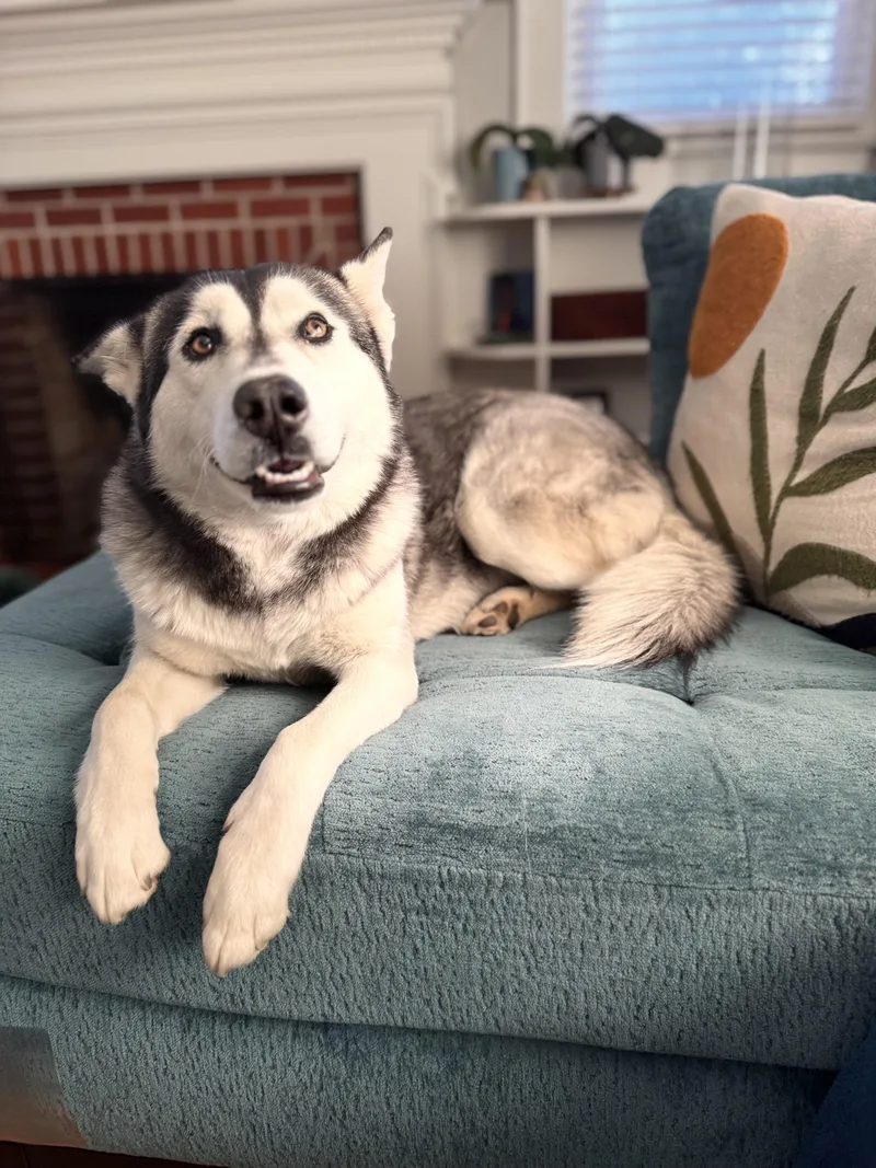 An adult medium-sized female Black Siberian Husky dog named Leia for adoption in Danielsville, GA