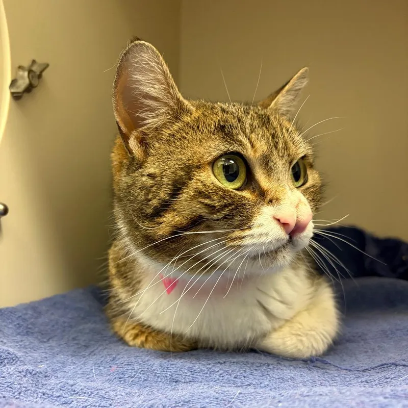 An adult medium-sized female Brown / Chocolate Domestic Short Hair cat named Pineapple for adoption in Fairport, NY