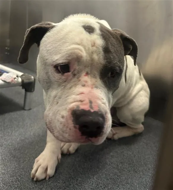 An adult large-sized male Mixed Breed dog named Brutus for adoption in Dallas, TX