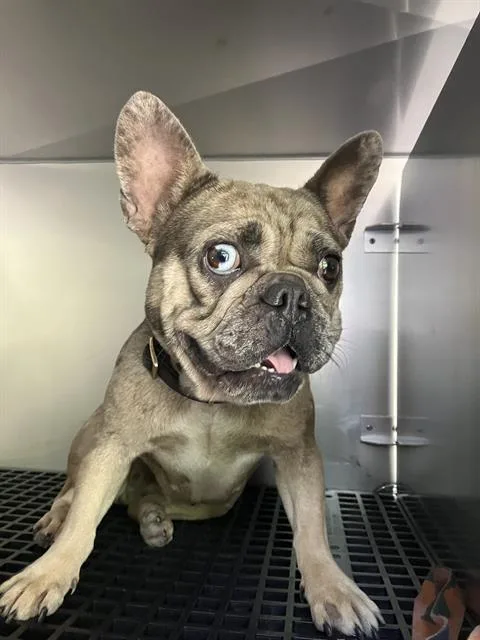 An adult small-sized female Mixed Breed dog named Daisy for adoption in Dallas, TX