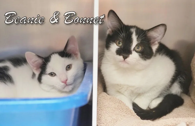 A young medium-sized male Black & White / Tuxedo Domestic Short Hair cat named Petsmartbeanie & Bonnet for adoption in Cape May Court House, NJ
