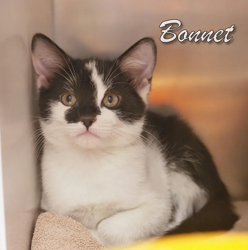 Petsmartbeanie & Bonnet thumbnail 2