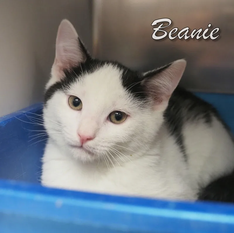 Petsmartbeanie & Bonnet thumbnail 3