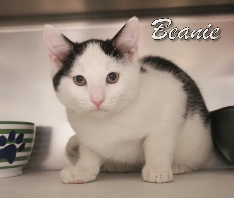 Petsmartbeanie & Bonnet thumbnail 4