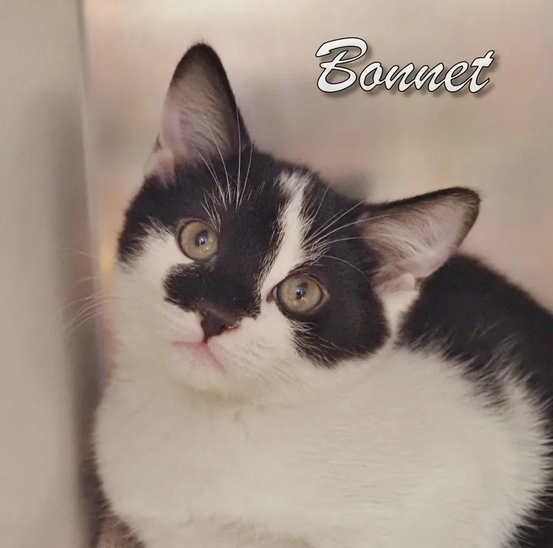 Petsmartbeanie & Bonnet thumbnail 5