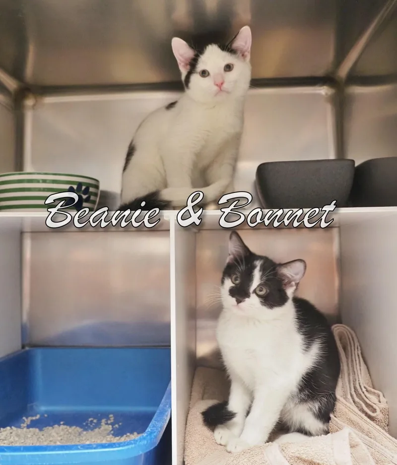 Petsmartbeanie & Bonnet thumbnail 6